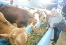 Alam Indah Farm, Toko Sapi Berkualitas Dengan Sejuta Manfaat, Program MBG di Depok Bisa Lancar
