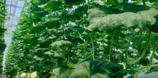 PLN UIT JBB Dorong UMKM Naik Kelas Lewat Program PLN Peduli di Cilegon