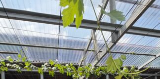 Dari Pekarangan Sempit Jadi Sumber Pangan, Cerita Warga Kampung Tangguh Binaan PLN